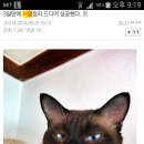 야 Daum카페