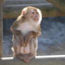 멍키 이미지