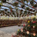 녹색플라워 | 가평베고니아새정원 플라워존 온실 조경공사 후기｜설계변경·식재 이슈 속 준공 기록