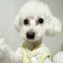 가장 아름답개 이미지