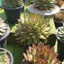 김종천농장 이미지