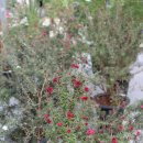 남사-26 | [경기/용인] 남사화훼단지 화원 추천 한플라워아울렛 남사화훼단지 가는 법