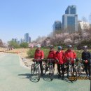 sd16 바이콜릭스(Bikeholics) 443차 백운호수, 양재천 벚꽃 라이딩 ＜결과＞ 이미지