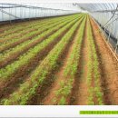 황토골농장 이미지