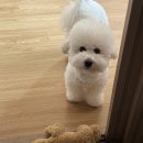 퍼피안 | 강아지 노즈워크 퍼즐 바이트볼 반려견 장난감 비숑 최애 옙퍼피