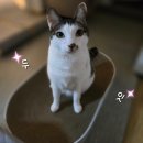 디자인바이펫 | 네이버 펫 바우처 혜택받고 구입한 N번째 구매템 고양이 스크래쳐