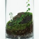 테라리움A 이미지