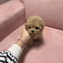 대구강아지분양 럽댕 이미지