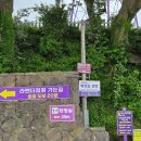 💜신안 퍼플섬💜방문 후기 - 라벤다 축제 (5/23일 개화 현장) #신안여행 #퍼플섬 #박지도 #반월도 #보라색...