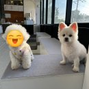 펫츠하우스 이미지