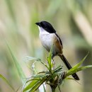 Long-tailed Shrike 긴꼬리때까치 이미지