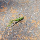 월미공원 서문매점 화장실 이미지