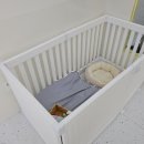 리즈애견미용 이미지