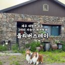 올리버 스테이 | 제주 대형견 숙소 올리버스테이 | 3마리 가능한 애견동반 독채