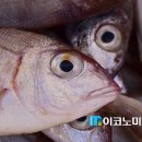 물고기수산