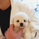 강아지분양 멍블랑 인천청라본점 | 인천 강아지 무료분양 고민이라면, 믿고 상담받기 좋은 홍스퍼피 후기 🐶