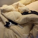 개좋다냥 | 봄맞이, 보넬라 차렵이불 세트!(고양이 털 후기) 내돈내산