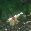 킹콩아쿠아 이미지