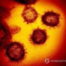 "중국 코로나19 사망자 부검해보니..폐는 물론 심혈관도 손상" 이미지