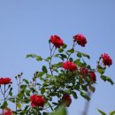 석남완충도시숲 이미지