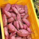 문막농수산물 | 농산물직거래, 농장직거래, 강원도찰옥수수택배,갱년기칡즙택배, 건강즙추천,밤고구마,꿀고구마,강원도...