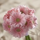 화훼장식기능사 이미지