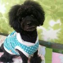 순도리네애견 이미지