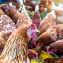 냉수농장 이미지