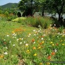 꽃님이네 이미지