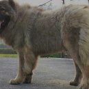 토실이네 애견 이미지