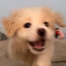 오리날다 이미지