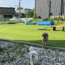 애견카페 애견유치원 펫레터 | 안성 공도 애견카페 어푸어푸 대형 운동장 내돈내산 솔직 후기