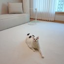 신나는세탁 | 10년 차 고양이 집사가 선택한 릴리브 거실 방수 러그 세탁법