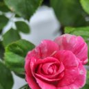 내일비안와요 이미지