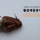 아파트 거실 침입 불청객 – 황갈색줄풍뎅이 Yellow-brown striped chafer 이미지