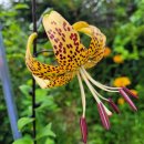 노랑제주 이미지