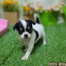 펫미리애견샵 이미지