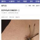 모기 갤러리 회원이 감동을 금치 못했던 이유 . JPG 이미지