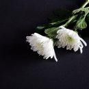 주식회사 경우라이프