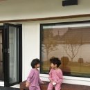 석류애견 이미지