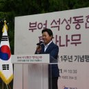 석성동헌 탱자나무 이미지