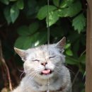 고양이 기숙사 이미지