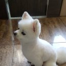 씨밀레동물병원 이미지