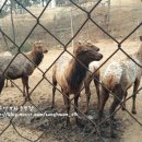 성환엘크사슴농장 네이버블로그
