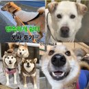 행복하개 | [봉사] 인천 서구/김포 유기견 보호소 "행복하개 쉼터" 첫 봉사 후기
