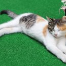 황금산 고양이 네이버블로그