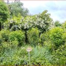 장미정원 이미지