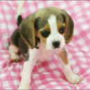 수원-0505 이미지