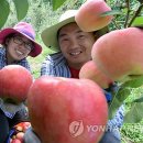 거창사과 이미지