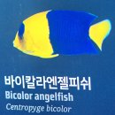 칼라앤젤 Daum카페